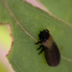 Paropsisterna beata at Casey, ACT - 25 Nov 2023