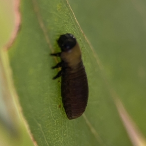 Paropsisterna beata at Casey, ACT - 25 Nov 2023