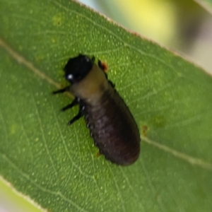 Paropsisterna beata at Casey, ACT - 25 Nov 2023