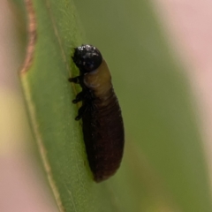 Paropsisterna beata at Casey, ACT - 25 Nov 2023