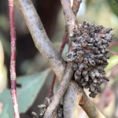 Terobiella sp. (genus) (A gall forming wasp) at Casey, ACT - 25 Nov 2023 by Hejor1