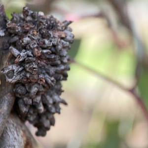 Terobiella sp. (genus) at Casey, ACT - 25 Nov 2023