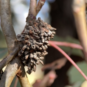 Terobiella sp. (genus) at Casey, ACT - 25 Nov 2023