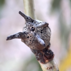 Apiomorpha munita at Casey, ACT - 25 Nov 2023