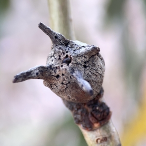 Apiomorpha munita at Casey, ACT - 25 Nov 2023