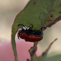 Aporocera (Aporocera) haematodes (A case bearing leaf beetle) at Casey, ACT - 25 Nov 2023 by Hejor1