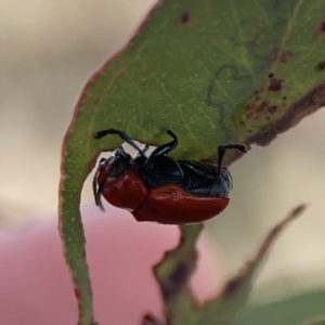 Aporocera (Aporocera) haematodes at Casey, ACT - 25 Nov 2023