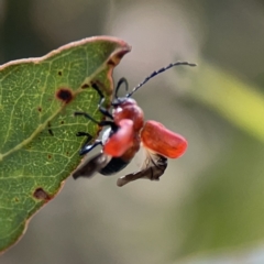 Aporocera (Aporocera) haematodes at Casey, ACT - 25 Nov 2023