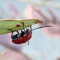 Aporocera (Aporocera) haematodes at Casey, ACT - 25 Nov 2023