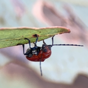 Aporocera (Aporocera) haematodes at Casey, ACT - 25 Nov 2023