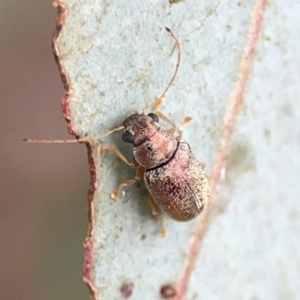 Edusella sp. (genus) at Casey, ACT - 25 Nov 2023 04:09 PM