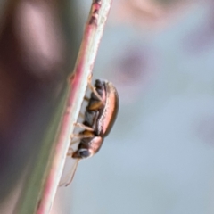 Edusella sp. (genus) at Casey, ACT - 25 Nov 2023