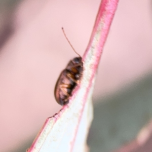 Edusella sp. (genus) at Casey, ACT - 25 Nov 2023