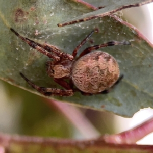 Salsa fuliginata at Casey, ACT - 25 Nov 2023