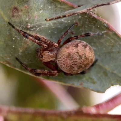 Salsa fuliginata (Sooty Orb-weaver) at Casey, ACT - 25 Nov 2023 by Hejor1