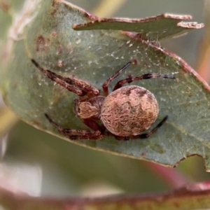 Salsa fuliginata at Casey, ACT - 25 Nov 2023