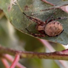 Salsa fuliginata at Casey, ACT - 25 Nov 2023