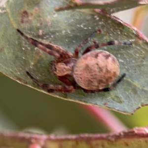 Salsa fuliginata at Casey, ACT - 25 Nov 2023