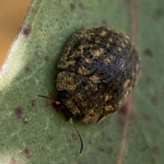 Trachymela sp. (genus) at Casey, ACT - 25 Nov 2023 04:21 PM