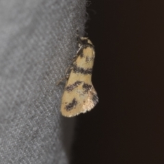 Psaroxantha undescribed species (A concealer moth) at Higgins, ACT - 27 Dec 2022 by AlisonMilton