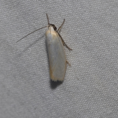 Xylorycta assimilis (A Xyloryctid moth) at Higgins, ACT - 26 Dec 2022 by AlisonMilton