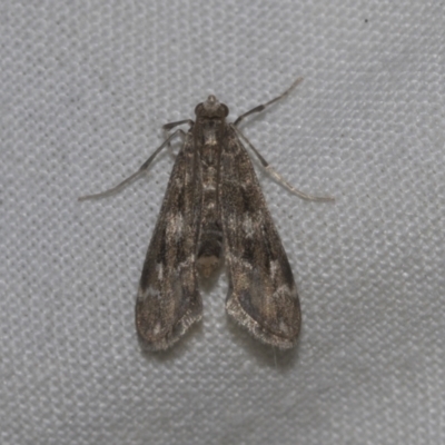 Hygraula nitens (Pond Moth) at Higgins, ACT - 26 Dec 2022 by AlisonMilton