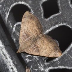 Chrysolarentia mecynata (Mecynata Carpet Moth) at Higgins, ACT - 27 Dec 2022 by AlisonMilton