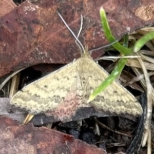 Scopula rubraria at Higgins Woodland - 25 Nov 2023 09:22 AM