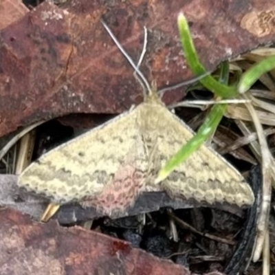 Scopula rubraria (Reddish Wave, Plantain Moth) at Higgins, ACT - 24 Nov 2023 by Jillw