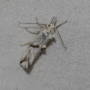 Heliocosma argyroleuca at Higgins, ACT - 24 Dec 2022