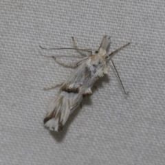 Heliocosma argyroleuca at Higgins, ACT - 24 Dec 2022