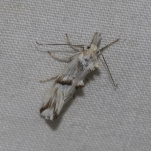 Heliocosma argyroleuca at Higgins, ACT - 24 Dec 2022