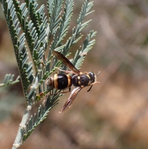 Paralastor sp. (genus) at Murrumbateman, NSW - 25 Nov 2023 02:01 PM