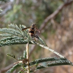 Paralastor sp. (genus) at Murrumbateman, NSW - 25 Nov 2023 02:01 PM