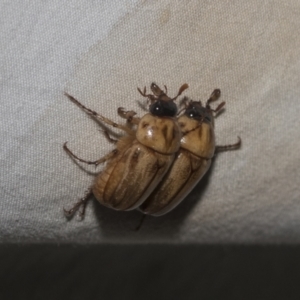 Cyclocephala signaticollis at Higgins, ACT - 24 Dec 2022