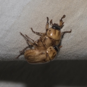 Cyclocephala signaticollis at Higgins, ACT - 24 Dec 2022