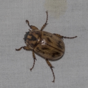 Cyclocephala signaticollis at Higgins, ACT - 24 Dec 2022