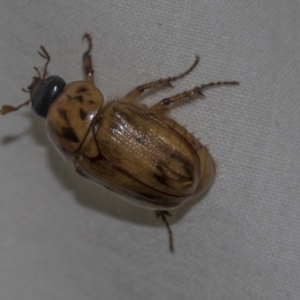 Cyclocephala signaticollis at Higgins, ACT - 24 Dec 2022