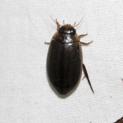 Cybister tripunctatus (A diving beetle) at Higgins, ACT - 2 Jan 2023 by AlisonMilton