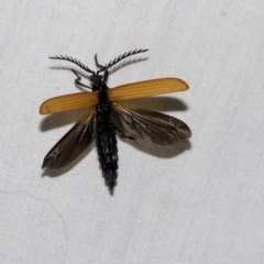 Porrostoma sp. (genus) at Higgins, ACT - 2 Jan 2023