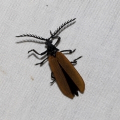 Porrostoma sp. (genus) at Higgins, ACT - 2 Jan 2023