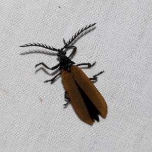 Porrostoma sp. (genus) at Higgins, ACT - 2 Jan 2023