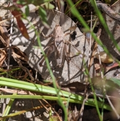 Lanciana montana at Nangus, NSW - 22 Nov 2023 11:42 AM