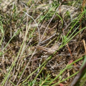 Lanciana montana at Nangus, NSW - 22 Nov 2023