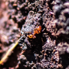 Formicidae (family) (Unidentified ant) at Higgins, ACT - 25 Nov 2023 by Untidy