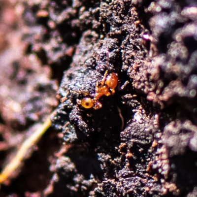Formicidae (family) (Unidentified ant) at Higgins, ACT - 25 Nov 2023 by Untidy