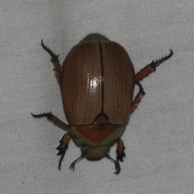 Anoplognathus brunnipennis (Green-tailed Christmas beetle) at Higgins, ACT - 27 Dec 2022 by AlisonMilton