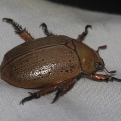 Anoplognathus sp. (genus) (Unidentified Christmas beetle) at Higgins, ACT - 25 Dec 2022 by AlisonMilton