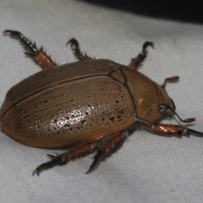 Anoplognathus sp. (genus) (Unidentified Christmas beetle) at Higgins, ACT - 24 Dec 2022 by AlisonMilton