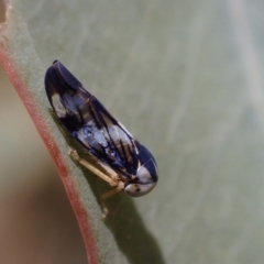 Rosopaella cuprea (A leafhopper) at Murrumbateman, NSW - 25 Nov 2023 by SimoneC